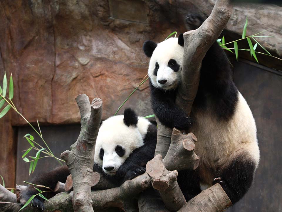 香港休閒好去處：玩轉海洋公園